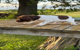 German Shorthaired Pointer dogs for sale: Remmy - Image 7