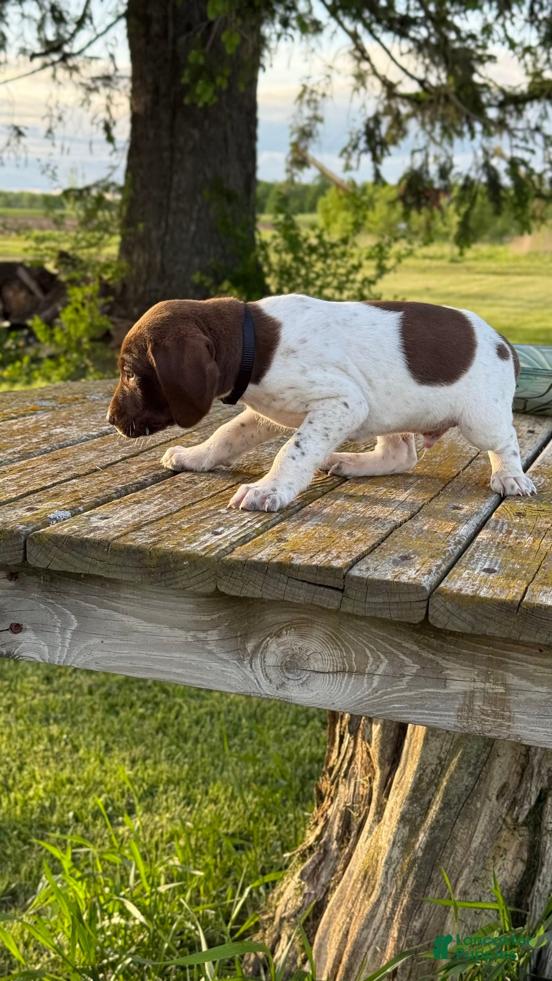 German Shorthaired Pointer dogs for sale: Remmy - Image 7