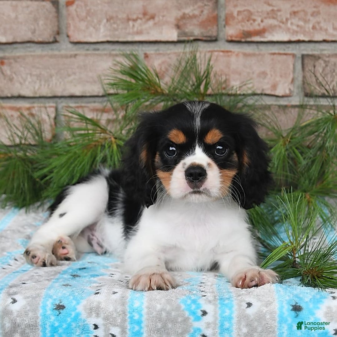 Cavalier King Charles Spaniel dogs for sale: Duke - Image 9