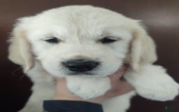 Golden Retriever dogs for sale: Brownie - Image 2