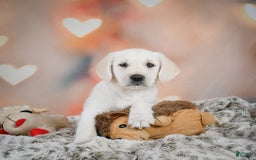Labradoodle dogs for sale: Rain - Image 6