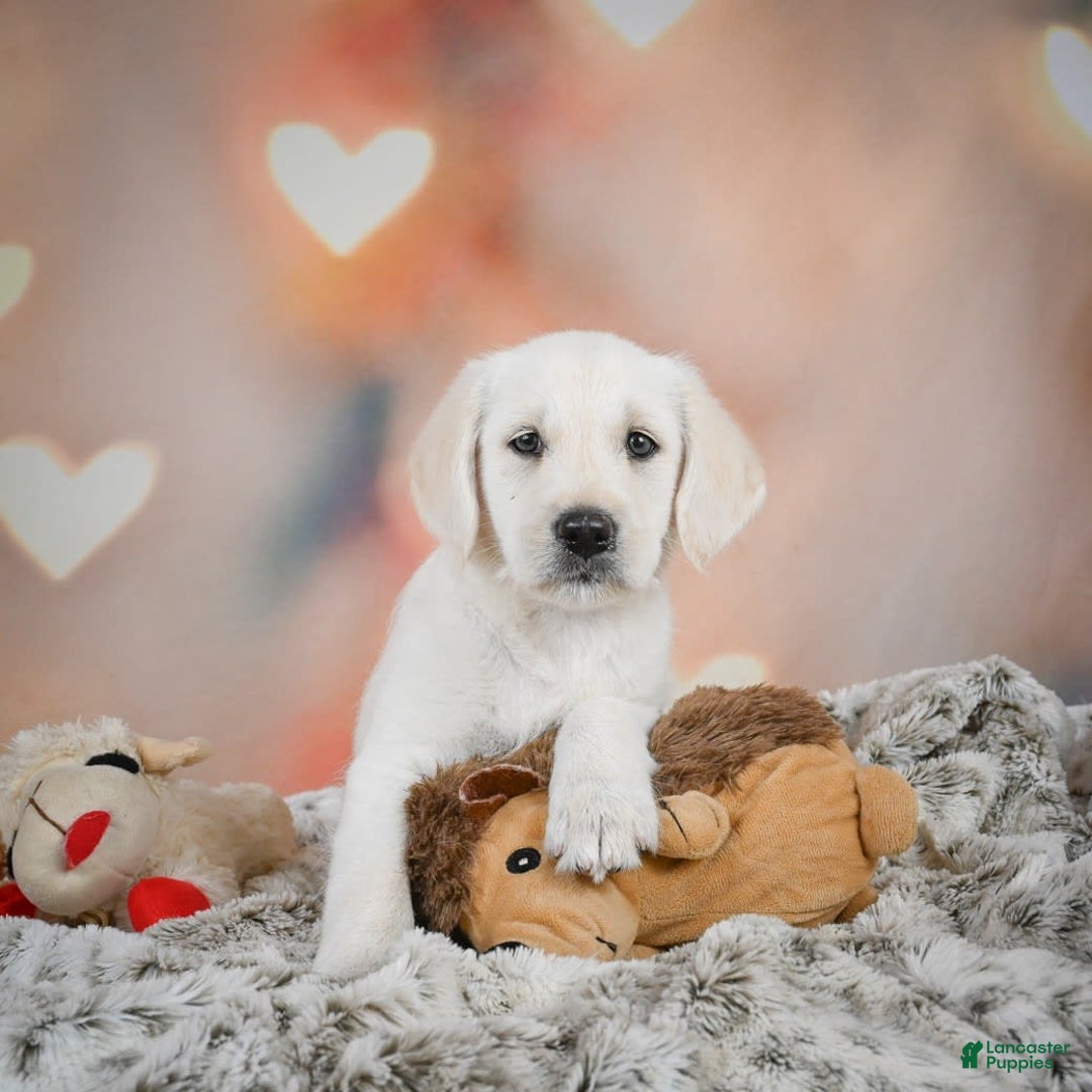 Labradoodle dogs for sale: Rain - Image 6