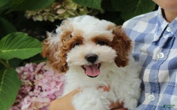 Miniature Poodle dogs for sale: Lily - Image 23