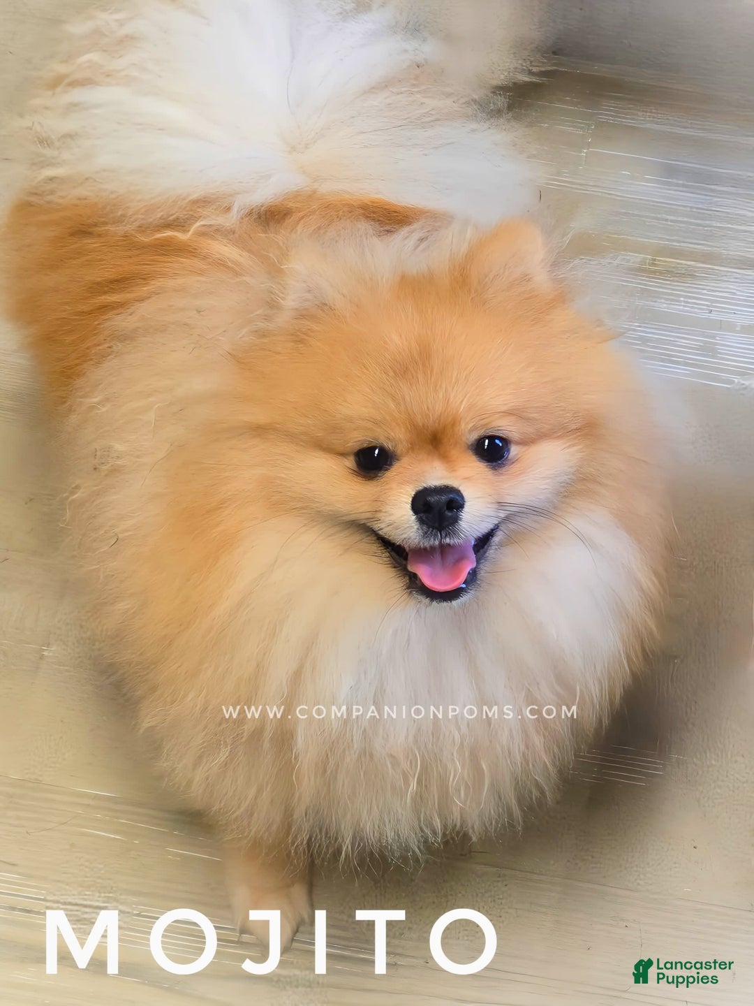Pomeranian dogs for sale: Mojito  Sweet Boy  Crate And Dog Door Trained - Image 6