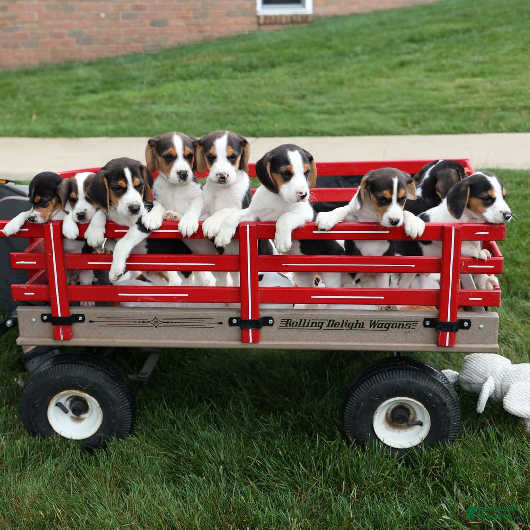 Beagle dogs for sale: Kit Kat - Image 10