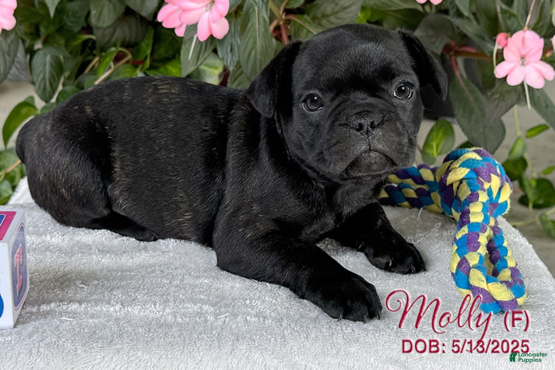 French Bulldog dogs for sale: French Bulldog 6 puppies - Image 16