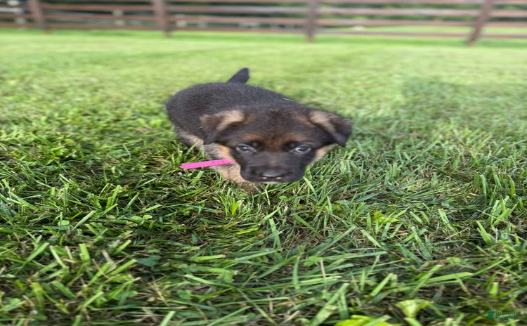German Shepherd dogs for sale - Ad 3