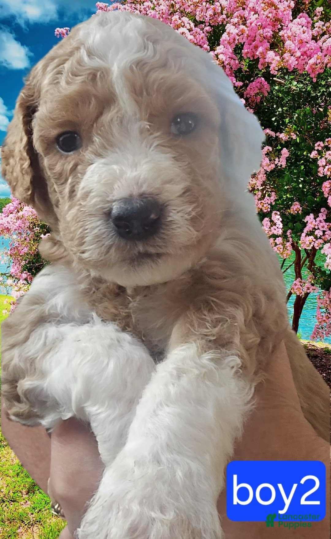 Goldendoodle dogs for sale: Sox - Image 1