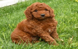 Mini Goldendoodle dogs for sale: Nala - Image 2