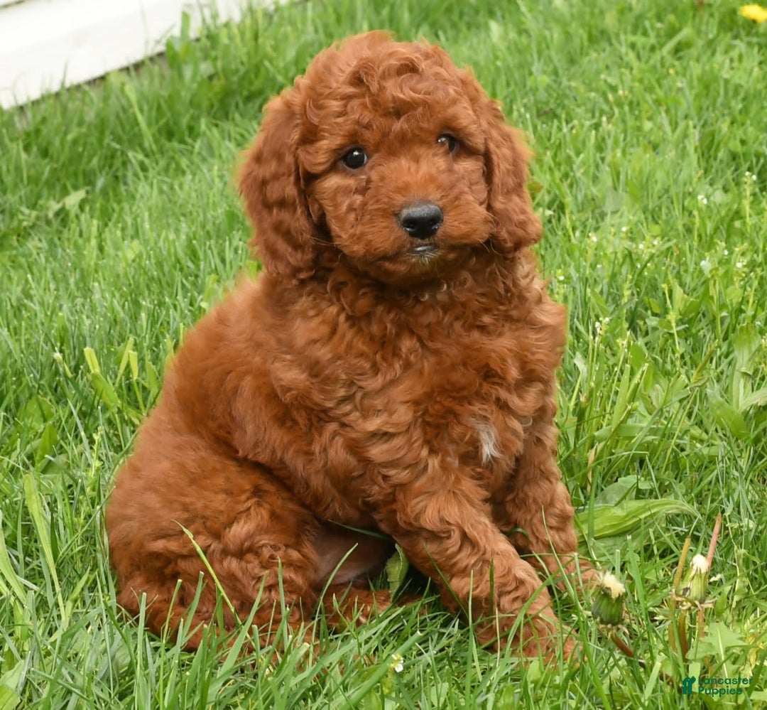 Mini Goldendoodle dogs for sale: Nala - Image 2
