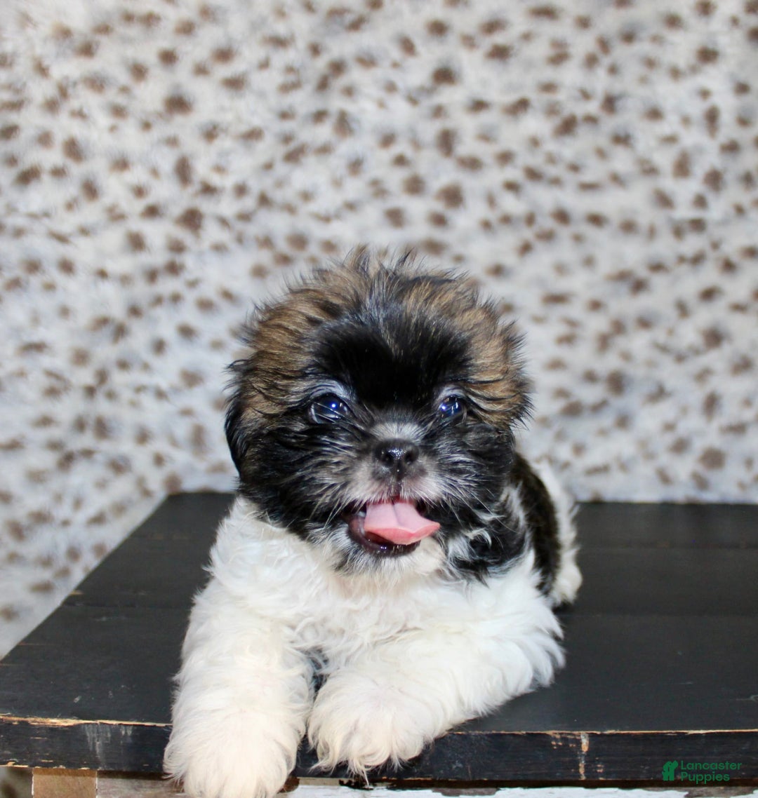 Shih Tzu dogs for sale: Sammie - Image 5