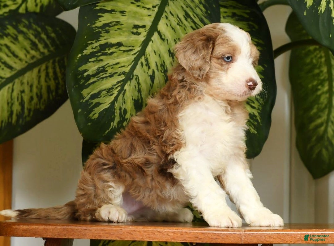Aussiedoodle dogs for sale: Trixy - Image 1