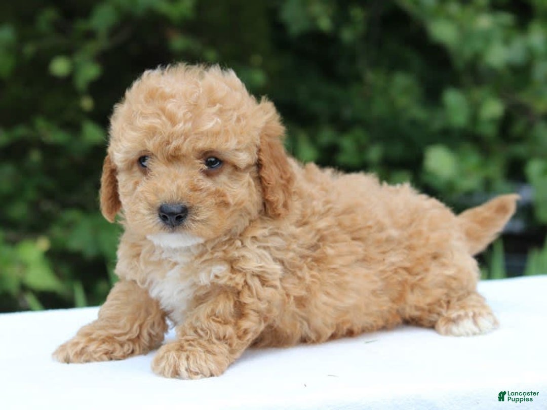 Miniature Poodle dogs for sale: Andre - Image 10