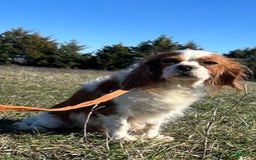 Cavalier King Charles Spaniel dogs for sale: Lucy Boy 1 - Image 15