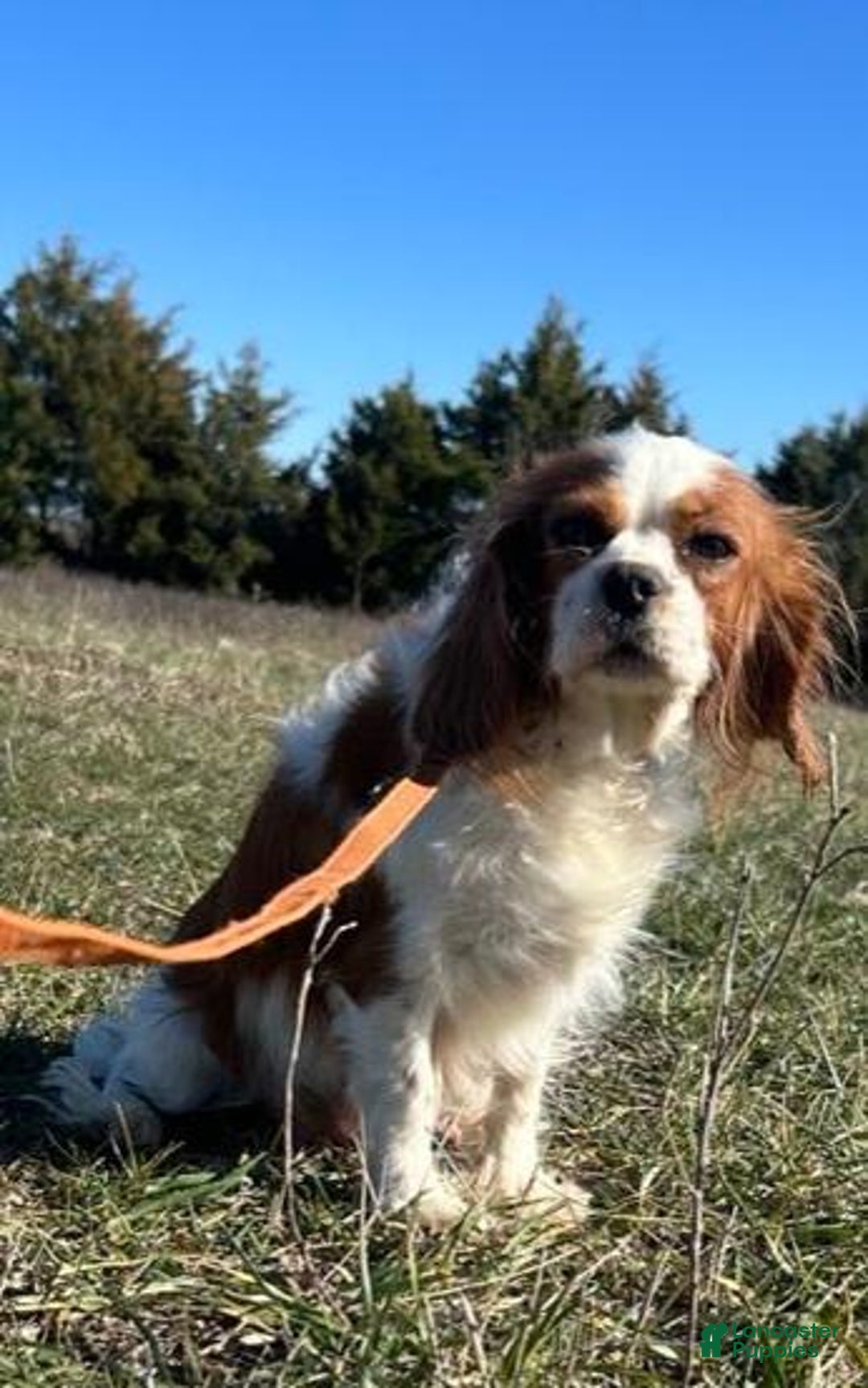Cavalier King Charles Spaniel dogs for sale: Lucy Boy 1 - Image 15