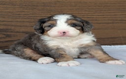 Mini Bernedoodle dogs for sale: Bluey - Image 10