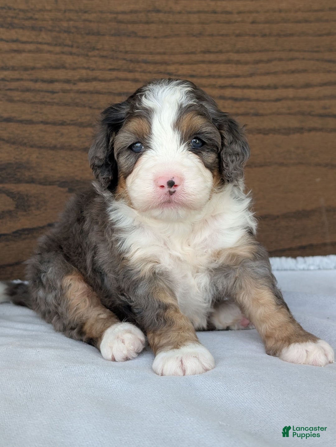 Mini Bernedoodle dogs for sale: Bluey - Image 10