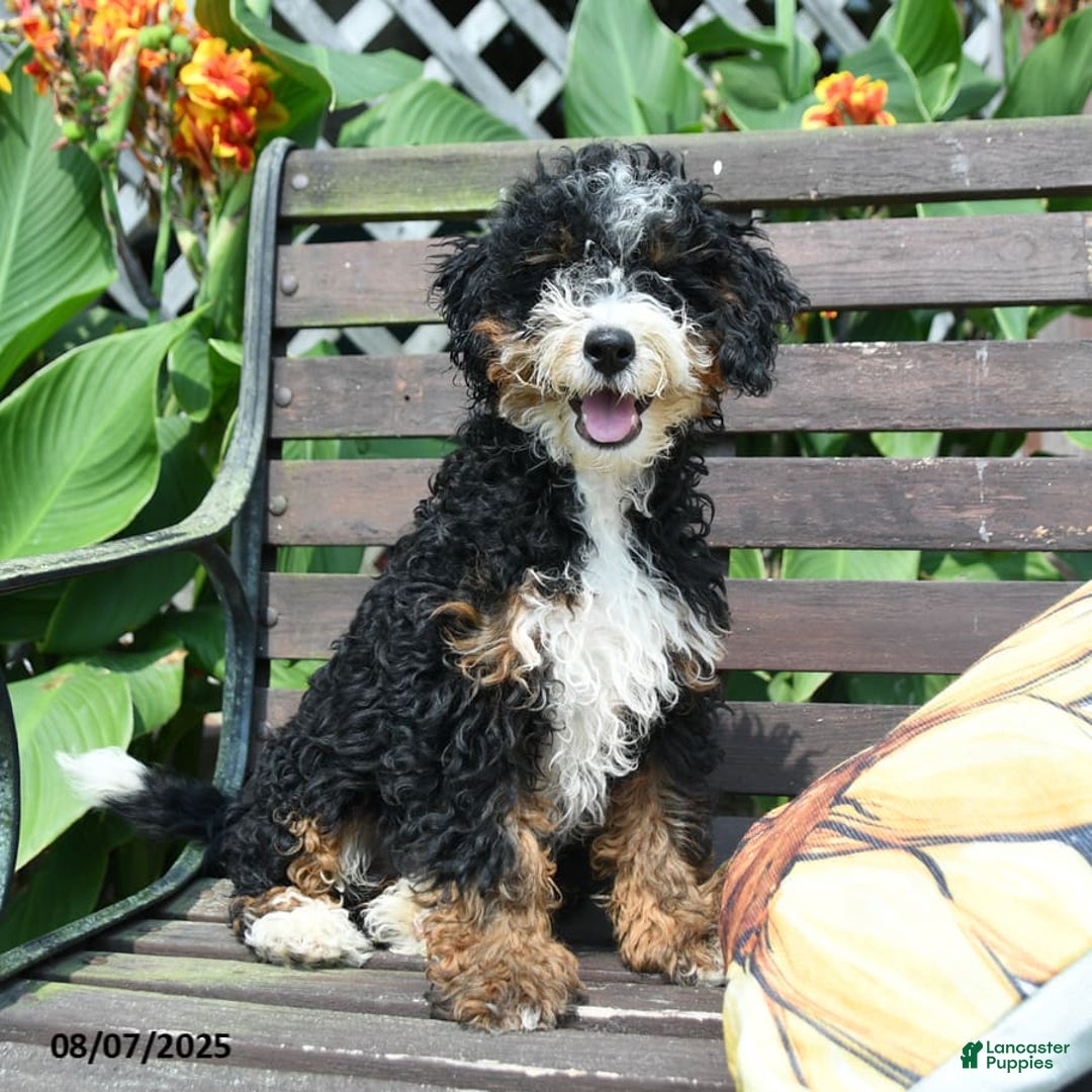 Mini Bernedoodle dogs for sale: Boscoe - Image 5