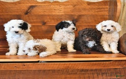 Miniature Poodle dogs for sale: Biscuit - Image 3
