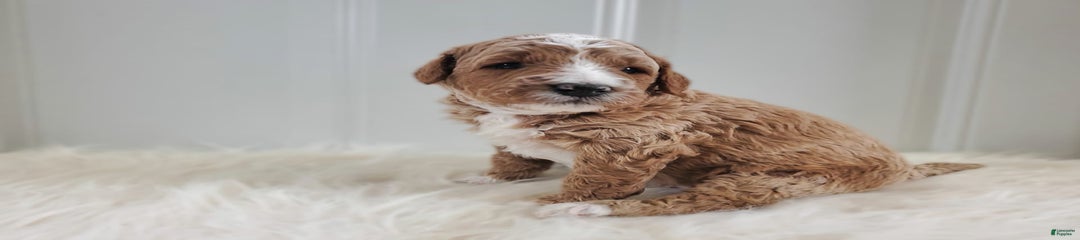 Odin F1b
