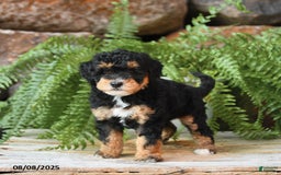 Miniature Poodle dogs for sale: Miniature Poodle 4 puppies - Image 12
