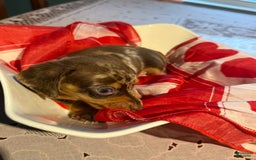 Miniature Dachshund dogs for sale: Tigger - Image 3