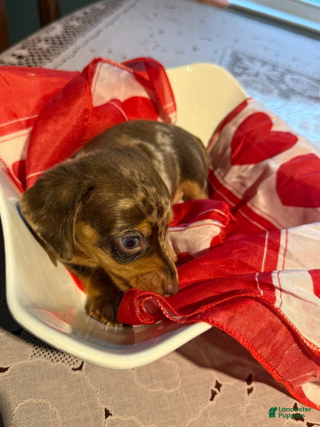 Miniature Dachshund dogs for sale: Tigger - Image 3