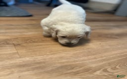Goldendoodle dogs for sale: Sky F1b Goldendoodle - Image 3