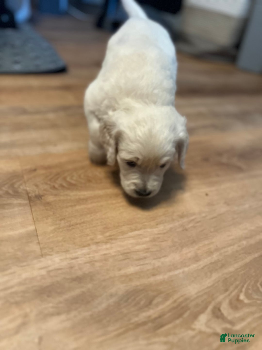 Goldendoodle dogs for sale: Sky F1b Goldendoodle - Image 3