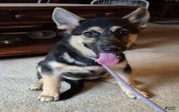 German Shepherd dogs for sale: Heidi - Image 24