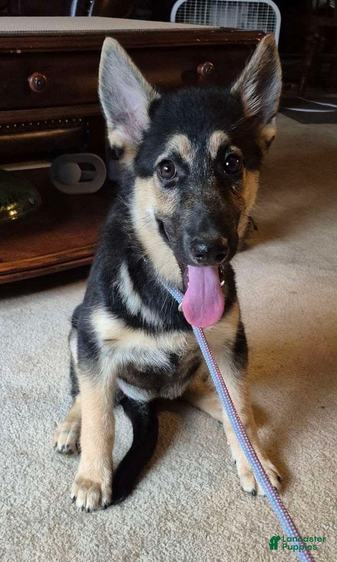 German Shepherd dogs for sale: Heidi - Image 24
