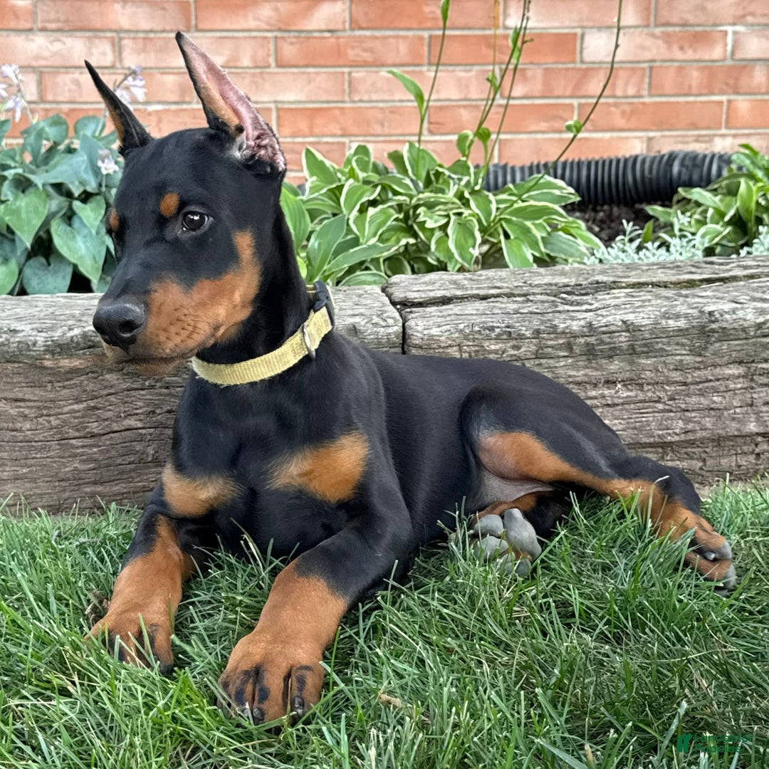Doberman Pinscher dogs for sale: Stetson - Image 7