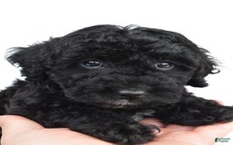 Yorkiepoo dogs for sale: Bingo - Image 5