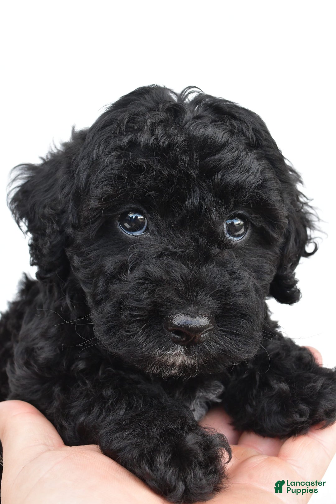 Yorkiepoo dogs for sale: Bingo - Image 5