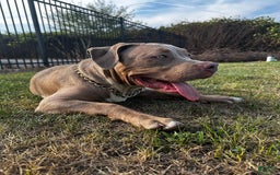 American Bully dogs for sale: Raine - Image 10