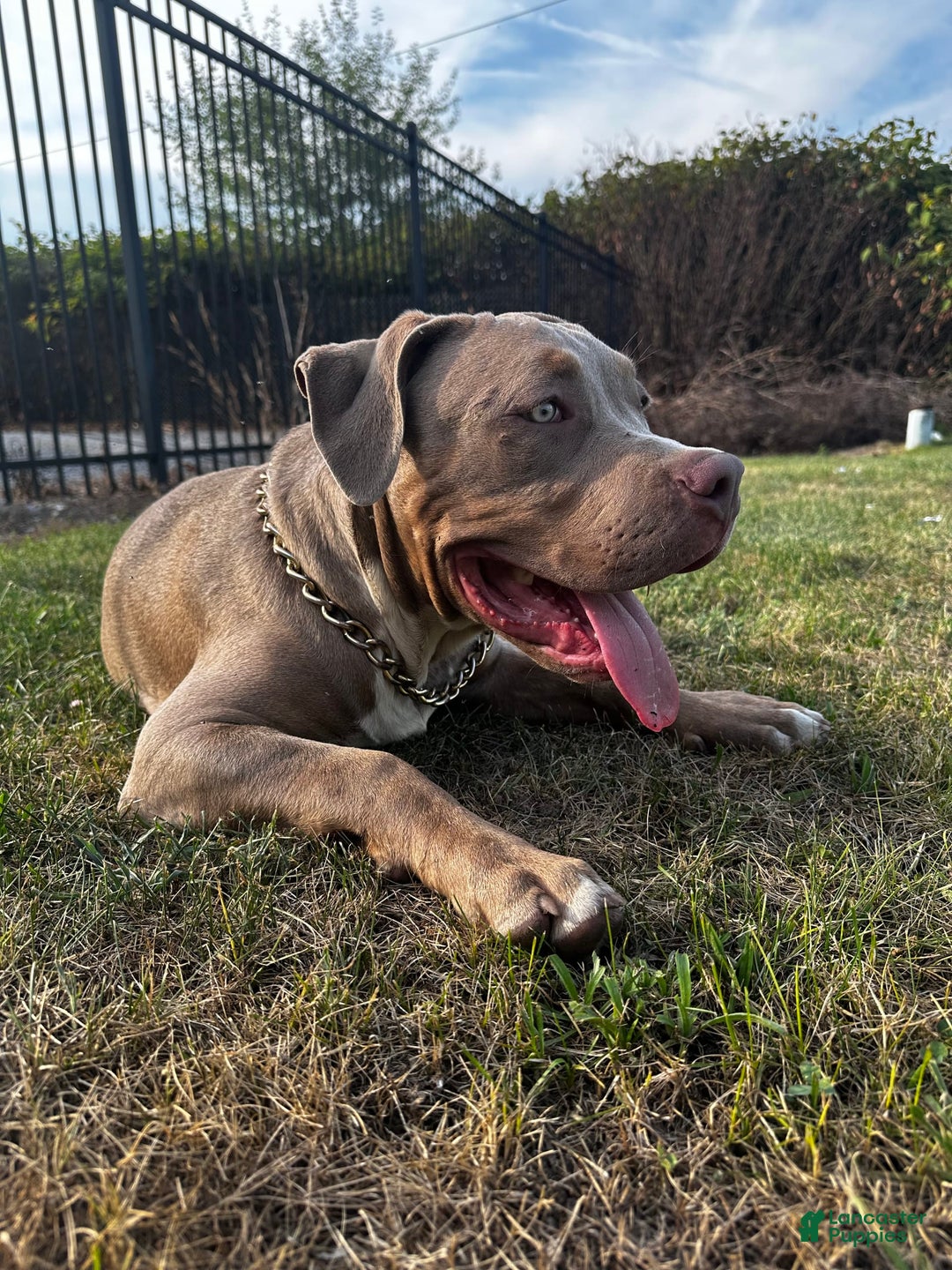 American Bully dogs for sale: Raine - Image 10
