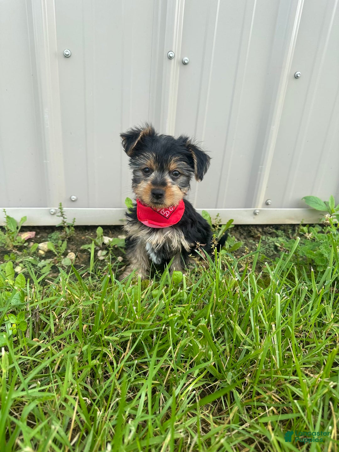 Morkie dogs for sale: Hudson James - Image 5