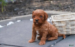 Cavalier King Charles Spaniel dogs for sale: Monty - Image 1