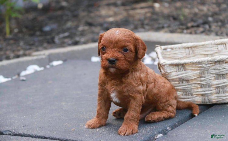 Cavalier King Charles Spaniel dogs for sale - Ad 1