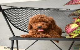 Mini Goldendoodle dogs for sale: Lacey - Image 2
