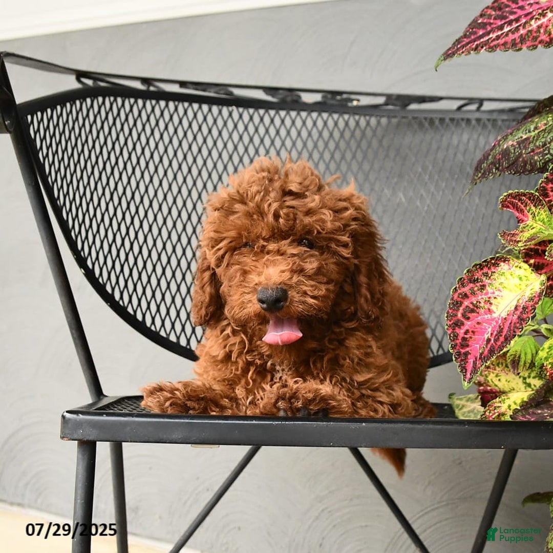 Mini Goldendoodle dogs for sale: Lacey - Image 2