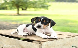 Beagle dogs for sale: Lucky - Image 3