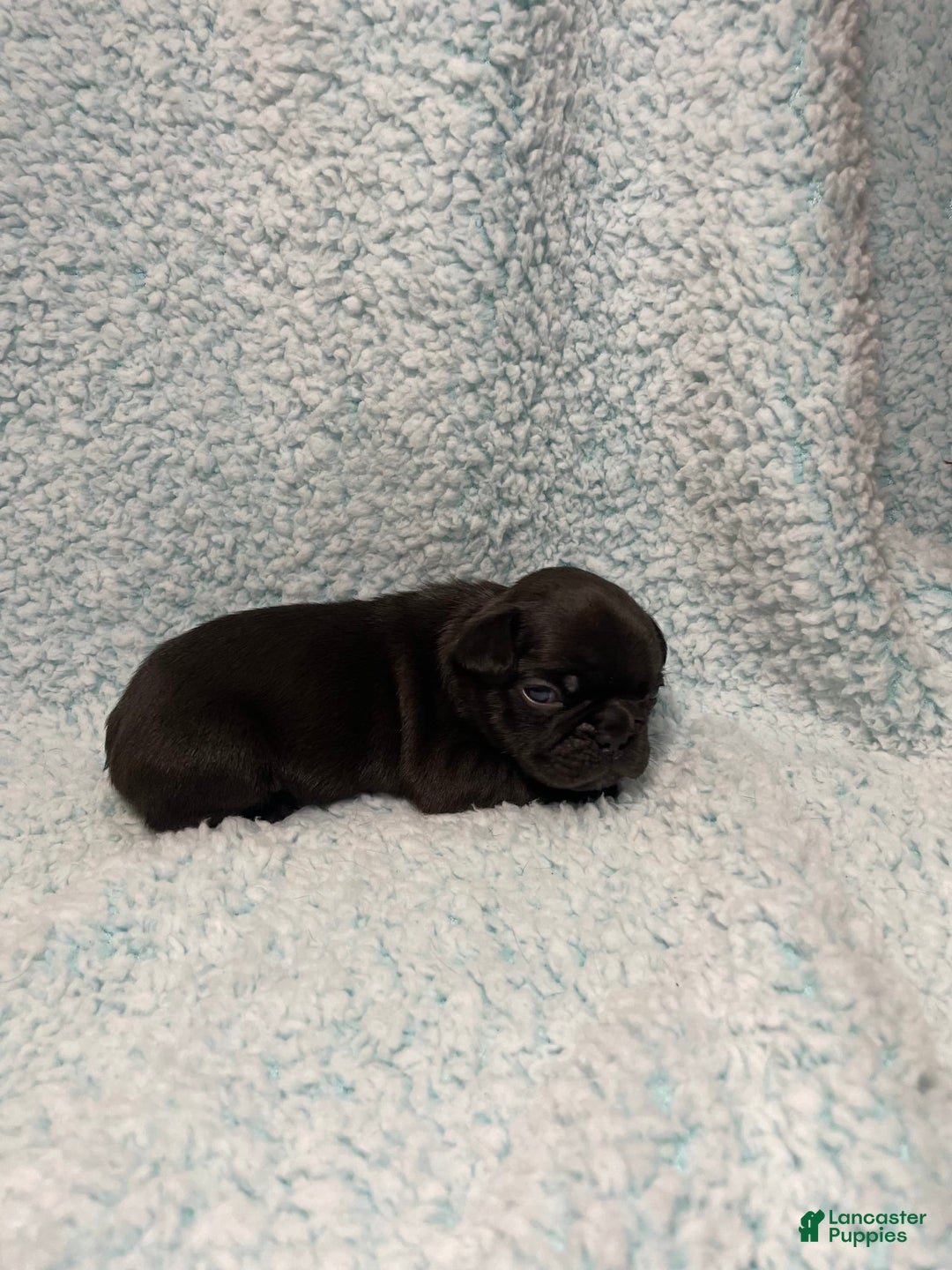 French Bulldog dogs for sale: Max - Image 1