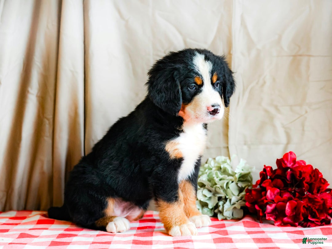 Bernese Mountain Dog dogs for sale: Lily - Image 4
