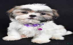 Shih Tzu dogs for sale: Twinkle - Image 5