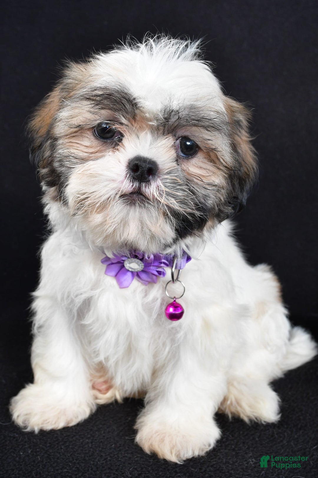 Shih Tzu dogs for sale: Twinkle - Image 5