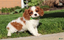 Cavalier King Charles Spaniel dogs for sale: Shiloh - Image 11