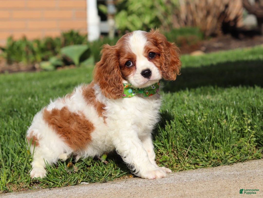 Cavalier King Charles Spaniel dogs for sale: Shiloh - Image 11