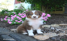 Australian Shepherd dogs for sale: Bubbles - Image 2