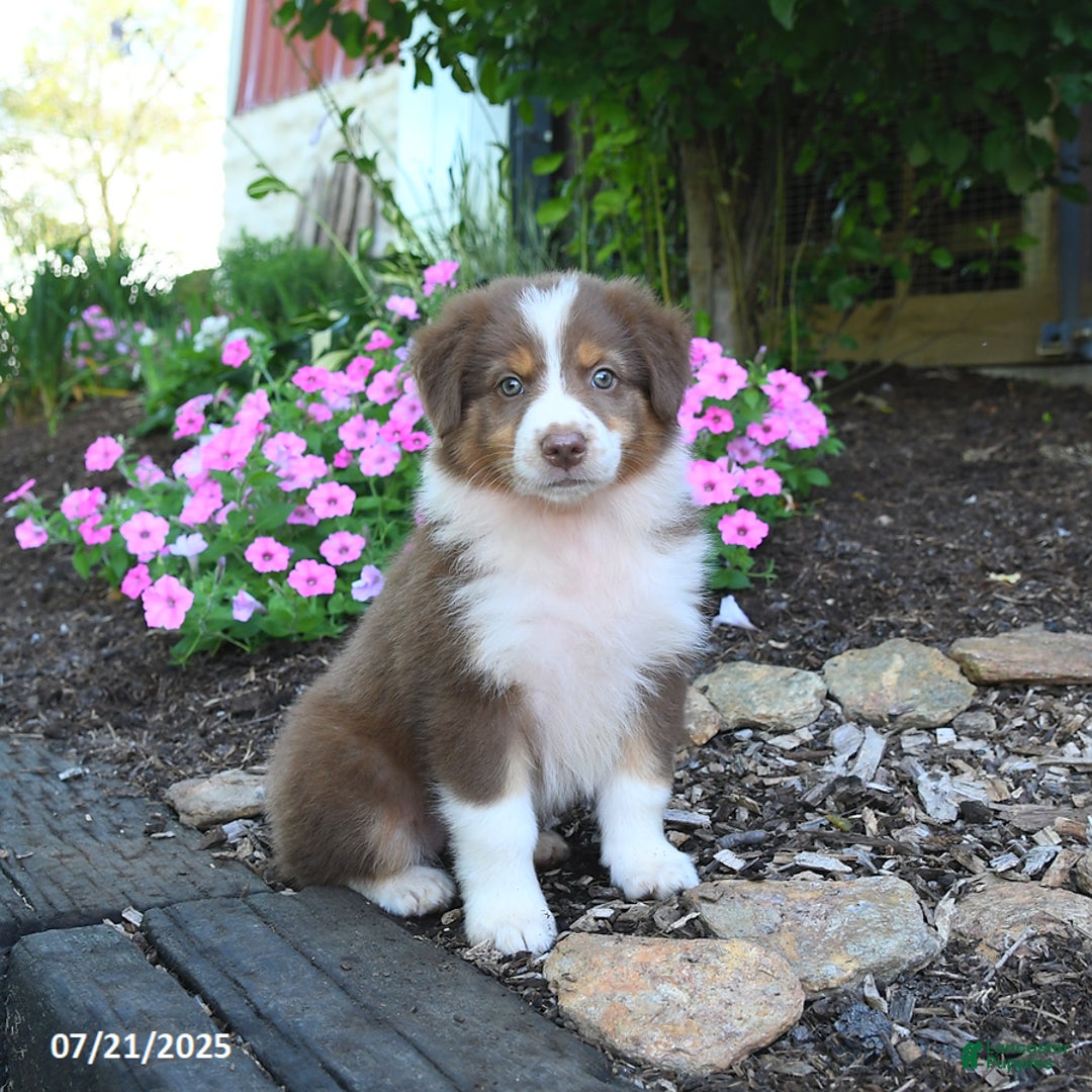 Australian Shepherd dogs for sale: Bubbles - Image 2